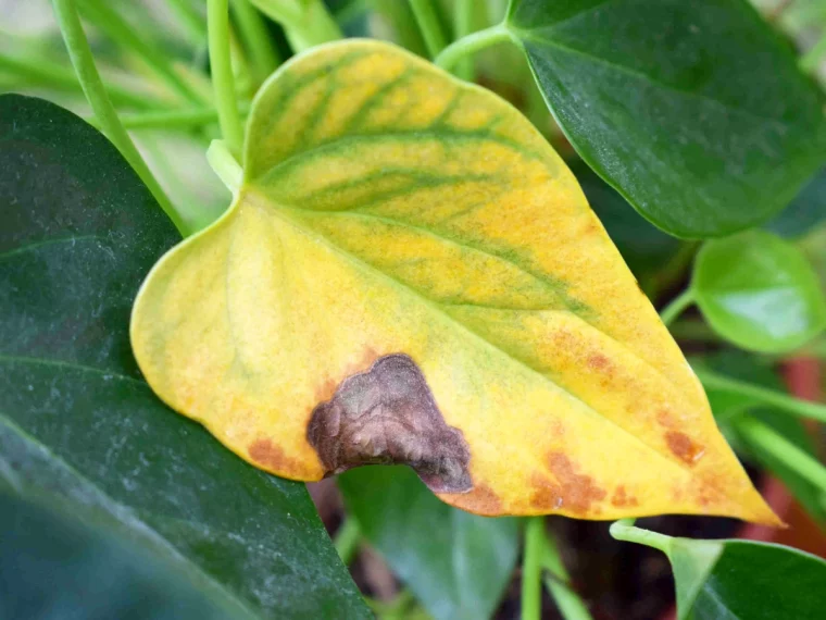 pourquoi les feuilles de mon anthurium jaunissent