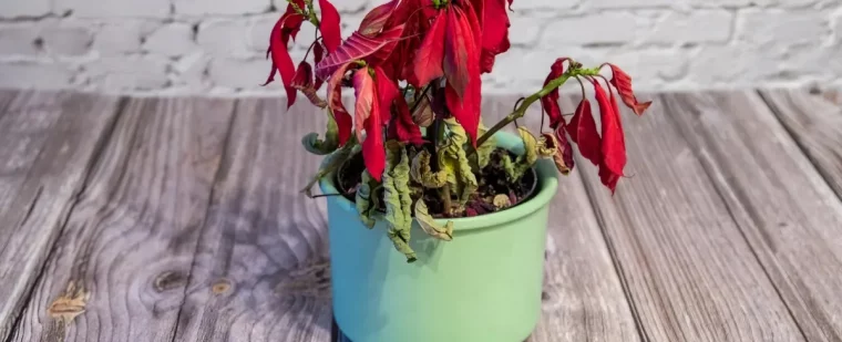 pourquoi mon poinsettia perd ses feuilles diagnostic vegetal