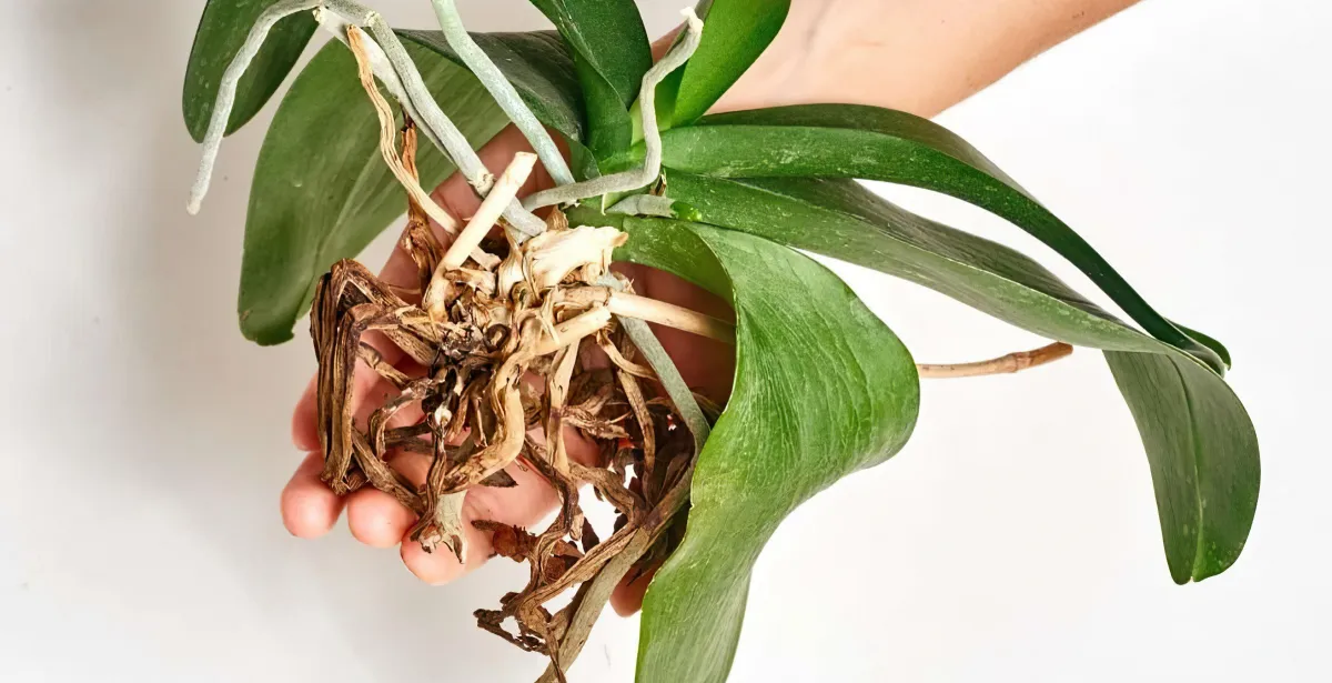 pourriture des racines des orchidees que faire