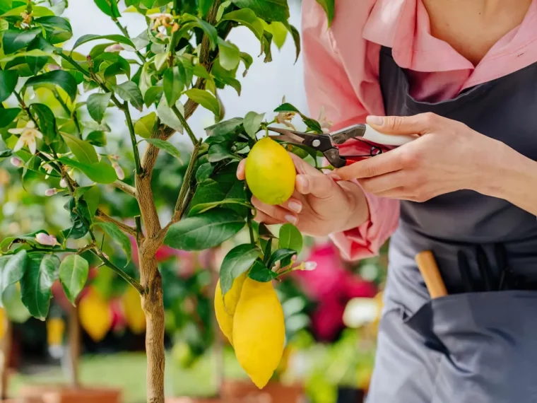 quand et comment recolter les citrons conseils