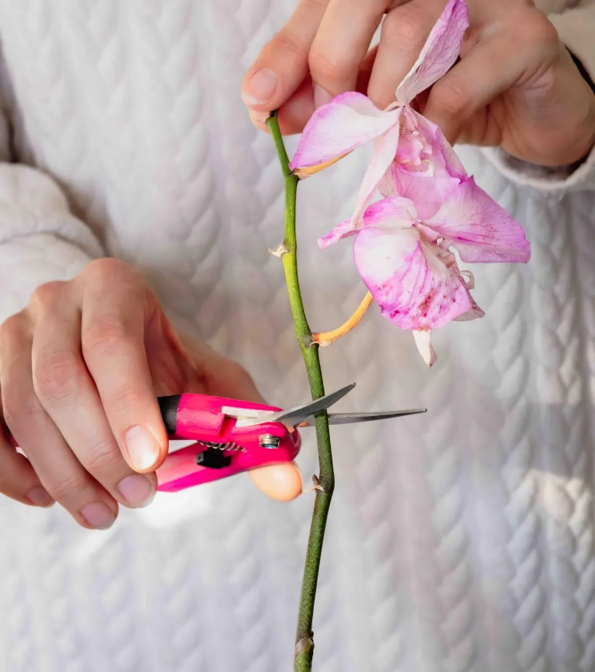 quand et comment tailler l orchidee conseils