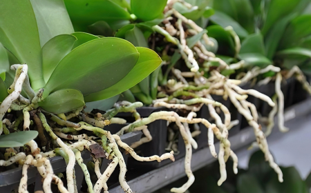 que faire des racines aeriennes orchidees jardinieres feuillage vert sain