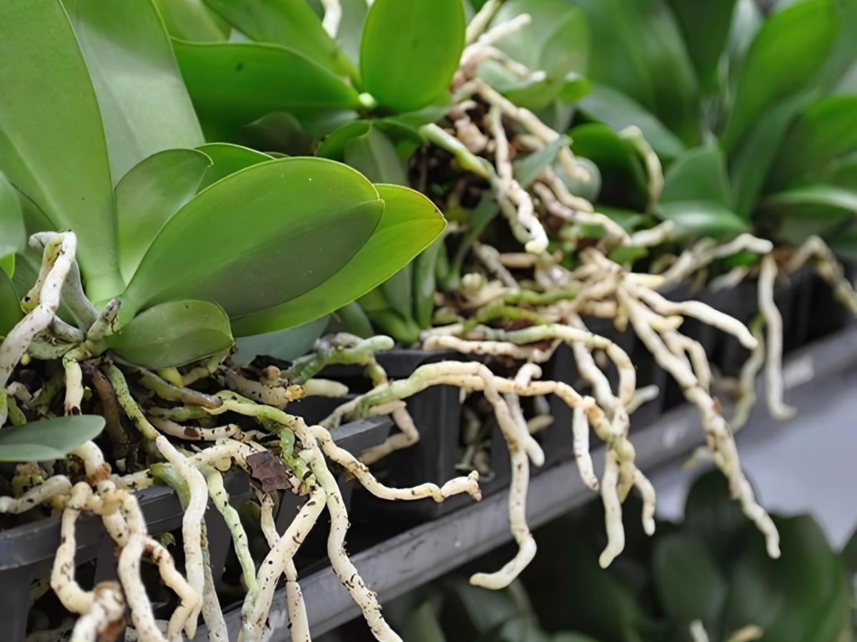 Doiton couper les racines aériennes des orchidées ? Le guide d’entretien correct et sain