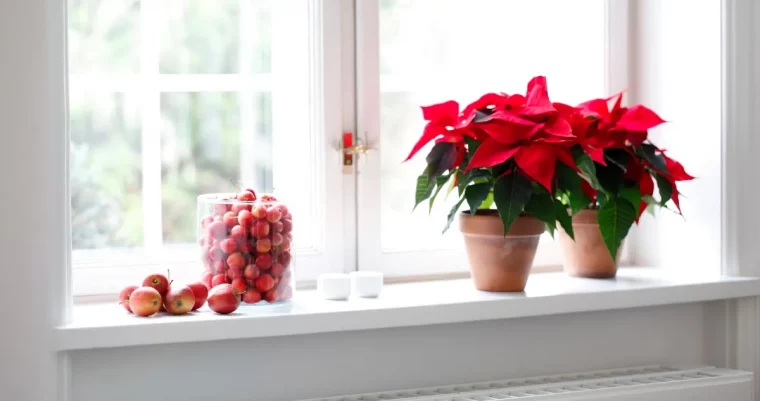 quel est le meilleur emplacement pour l etoile de noel