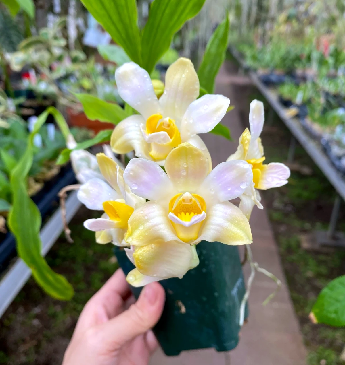 quel est le meilleur engrais pour les orchidees fleurs jaunes