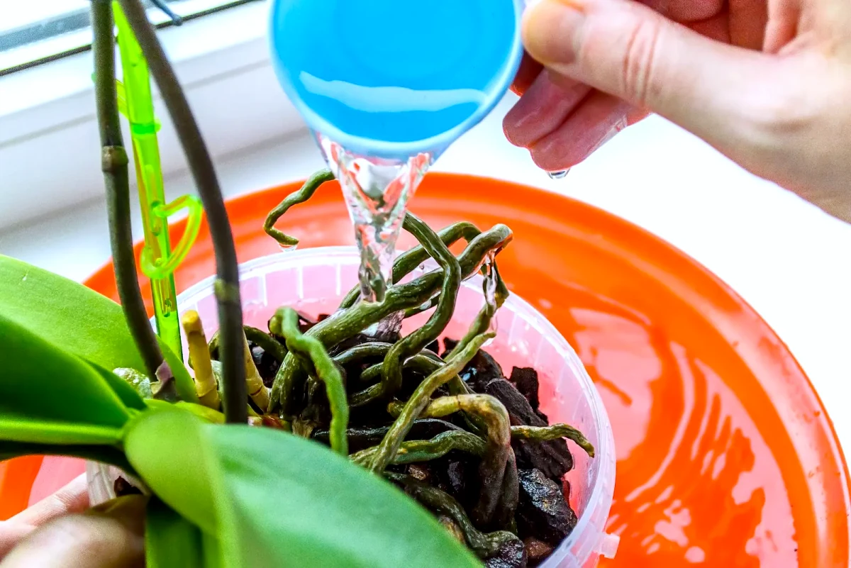 quel est le meilleur engrais pour orchidee feuilles vertes eau