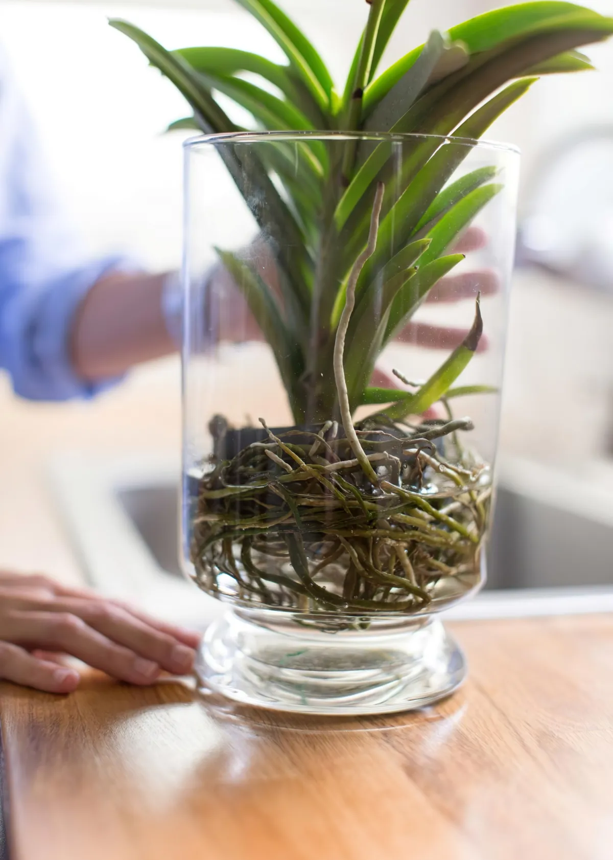 quel pot pour rempoter une orchidee astuces