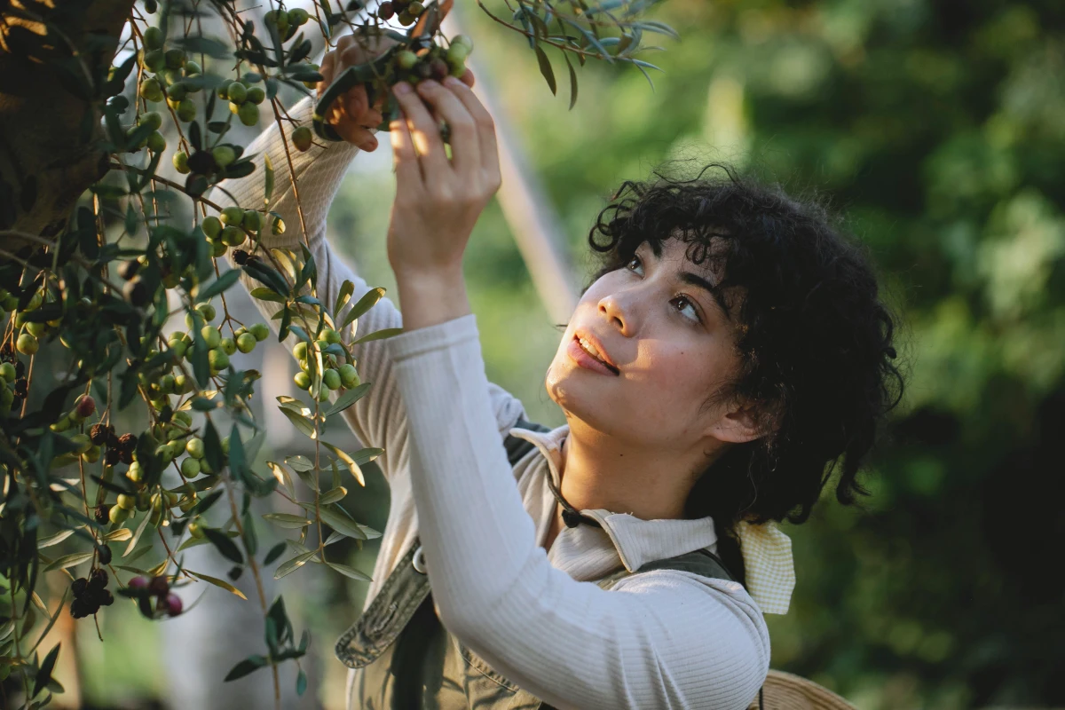 quelle est la bonne periode pour tailler un olivier feme arbre