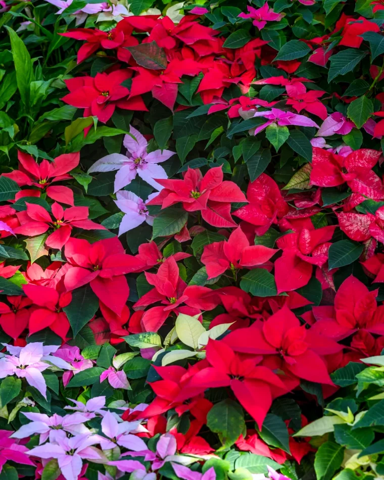 quelle est la duree de vie d un poinsettia fleurs rouges