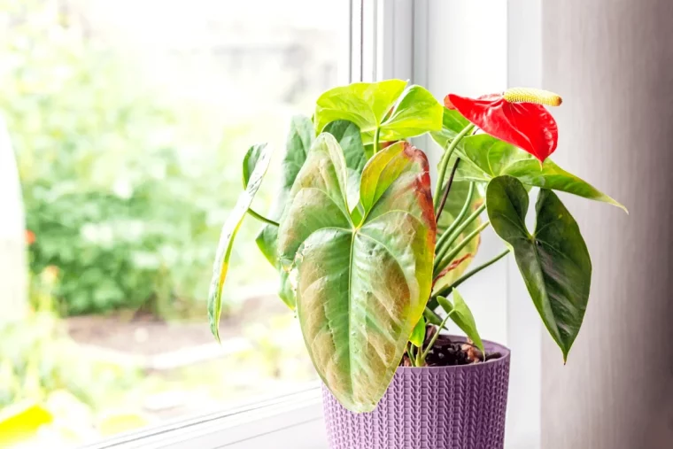 quelle est la meilleure exposition pour mon anthurium fleurs rouges