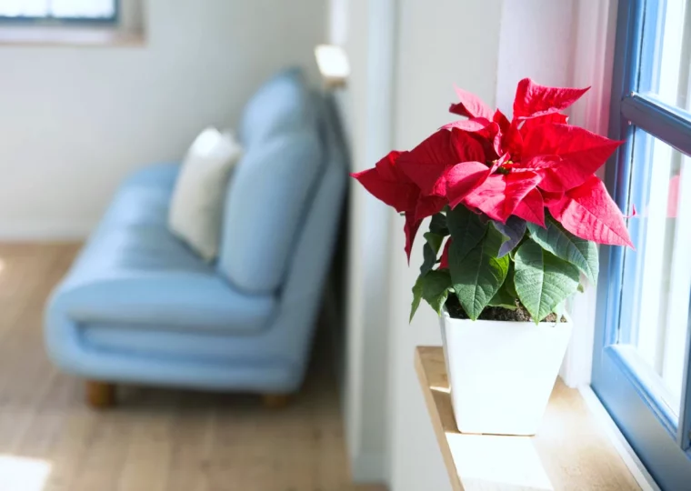 quelle exposition pour un poinsettia fenetre fleur rouge canape bleu