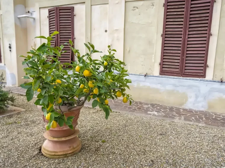 quelle region pour pouvoir laisser le citronnier dehors