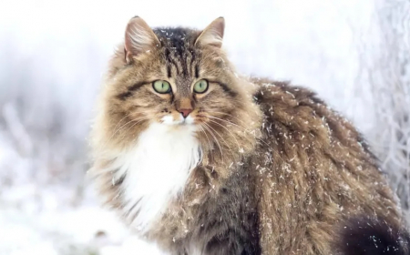 quelle temperature peut supporter un chat pendant l hiver