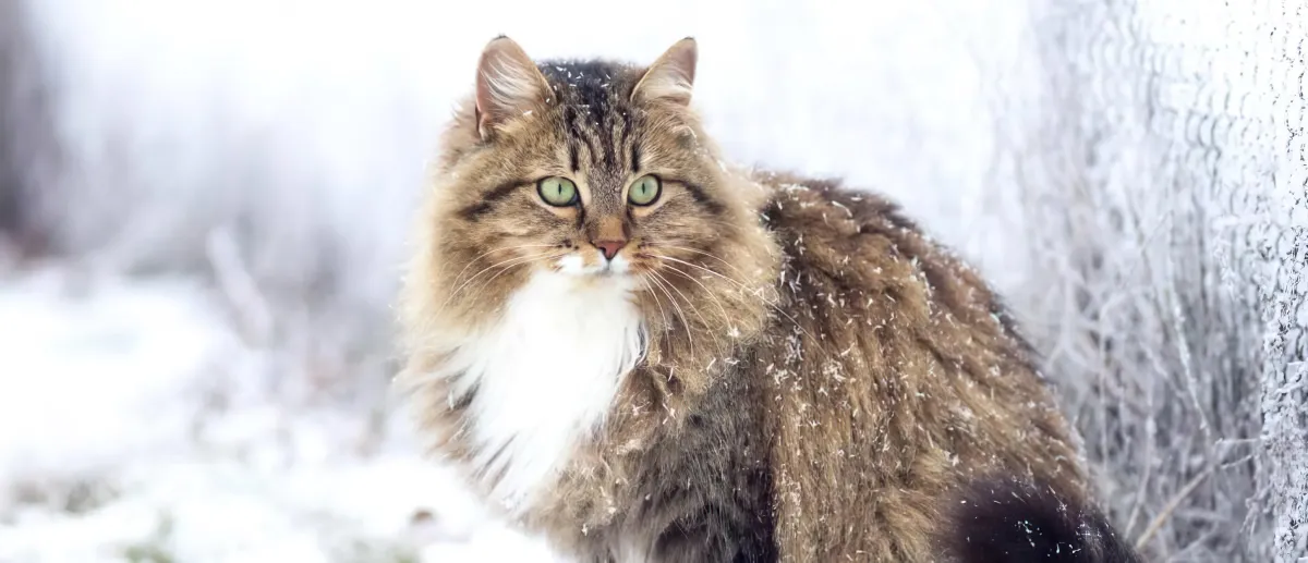 quelle temperature peut supporter un chat pendant l hiver