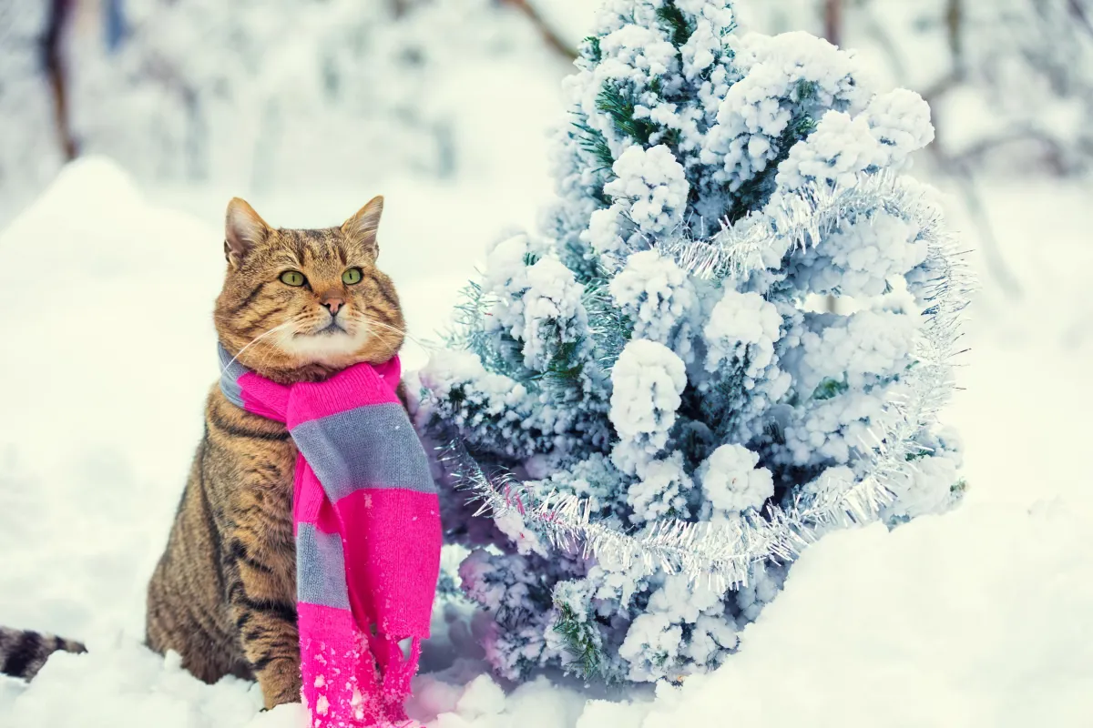 quelle temperature peut supporter un chat sans avoir froid