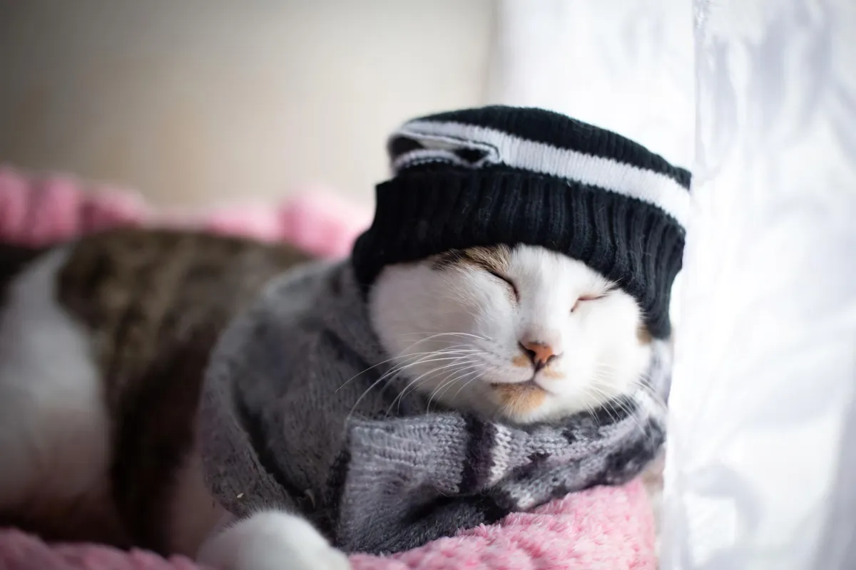 quelle temperature peut supporter un chat