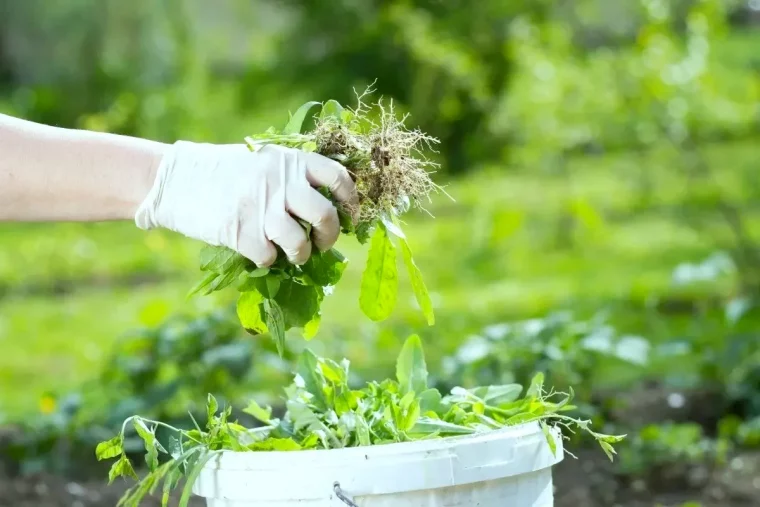 quelles mauvaises herbes mettre dans le compost feuilles vertes