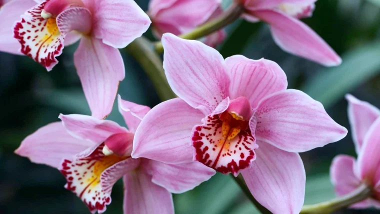 remede de grand mere pour fleurir une orchidee