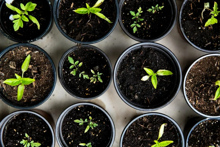 semis graines de tomates pousses jeunnes pots plastiques terre