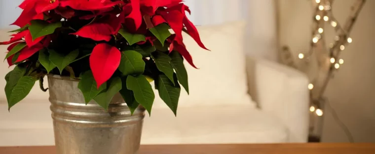 soins et astuces pour reussir la culture du poinsettia