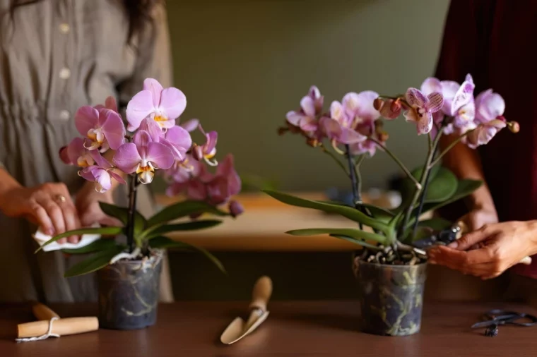 soins orchidees nettoyage feuilles racines pot transparent terreau outils jardinage