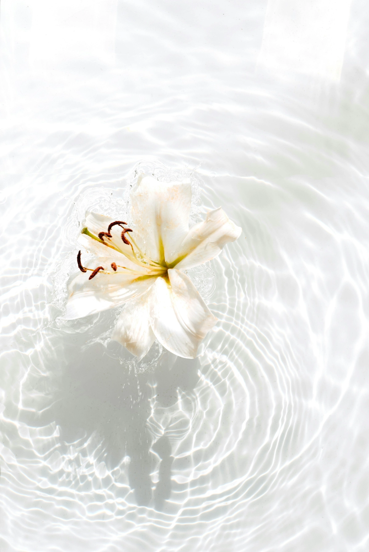 surface eau reflets rayons soleil lys blanc fleur wallpaper zen