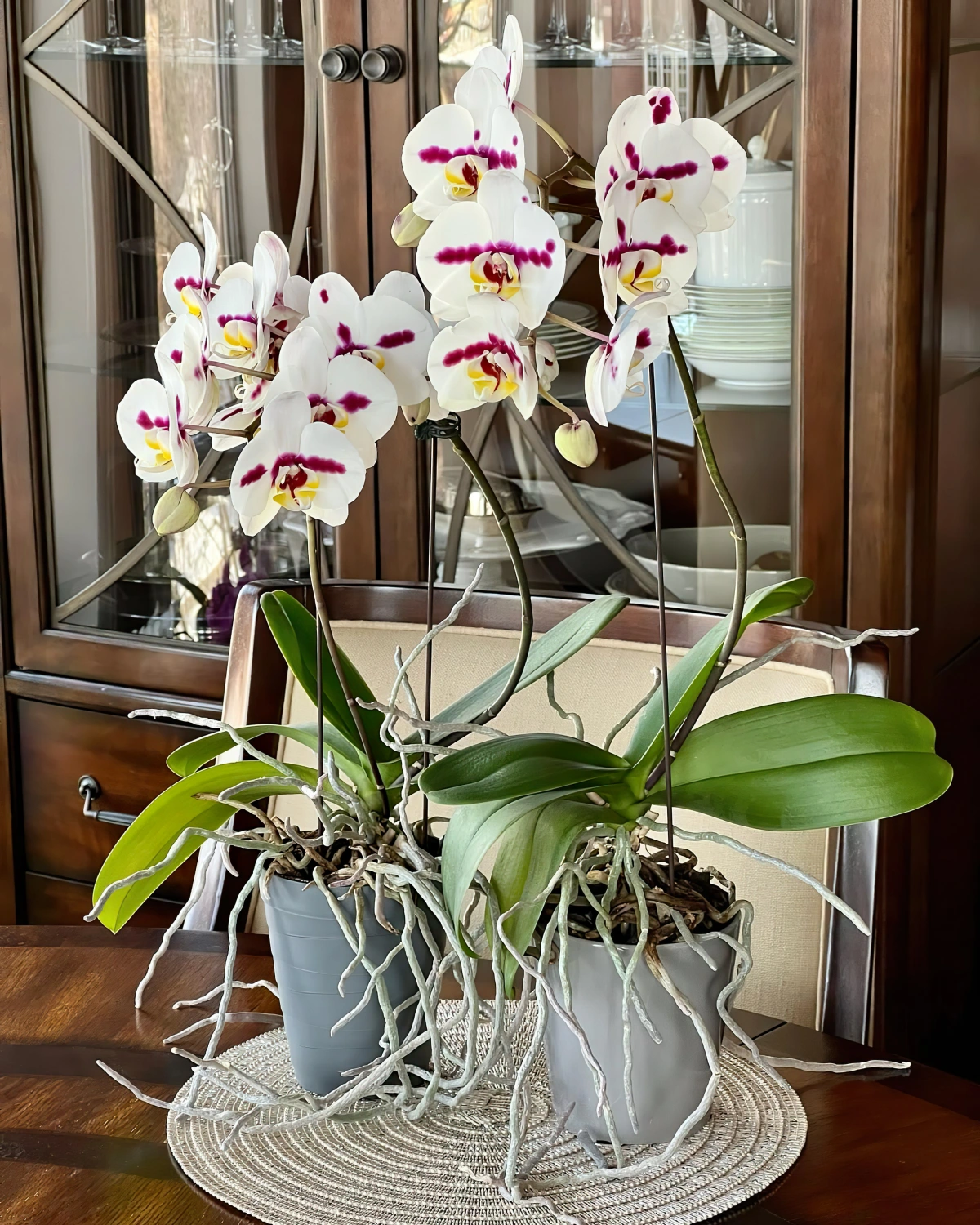 table bois fonce orchidees floraison racines aeriennes pots plastique gris
