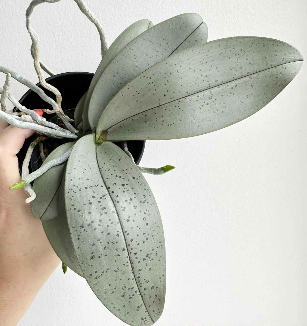variete orchidee feuilles vert gris aeriennes racines pot plastique substrat