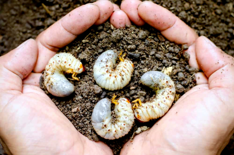 vers blancs dans le compost mains