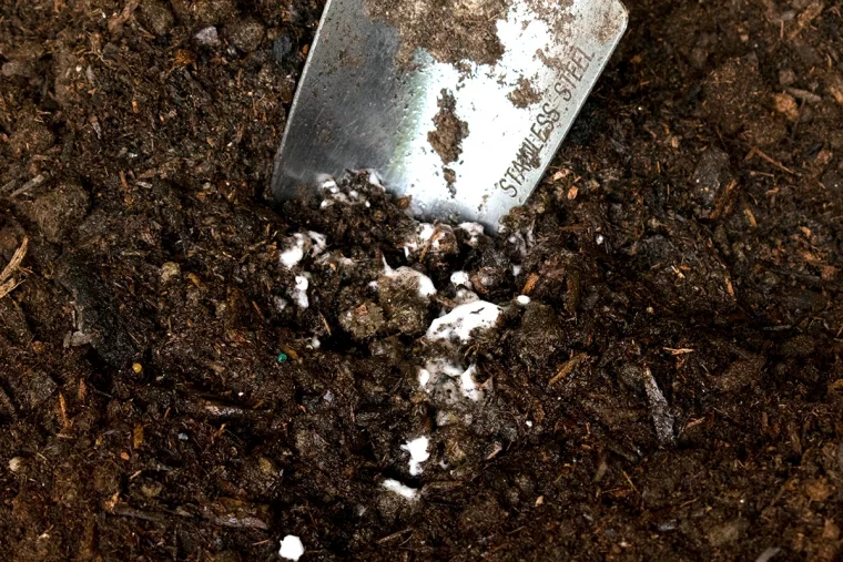 vers blancs très fins dans le compost terre sceau