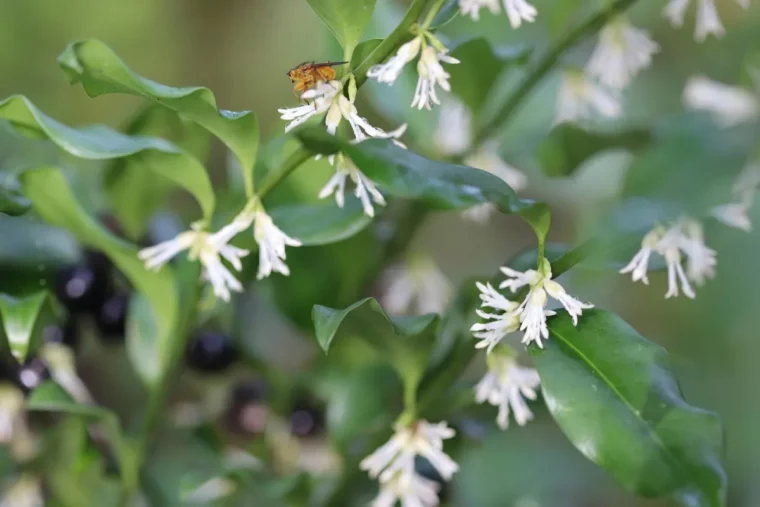 sarcococca plante rubuste a floraison blanche et odorante