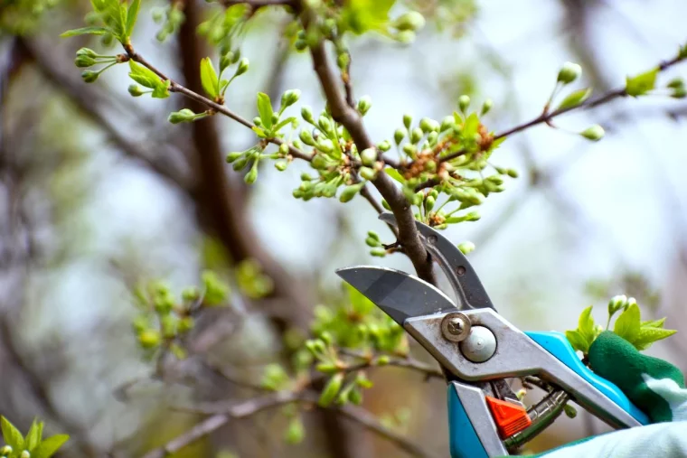 a quelle periode tailler les arbres fruitiers secateur branches