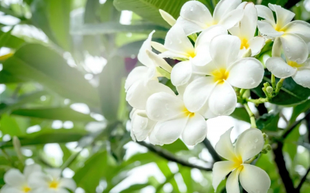 arbuste a fleurs blanches tres odorantes