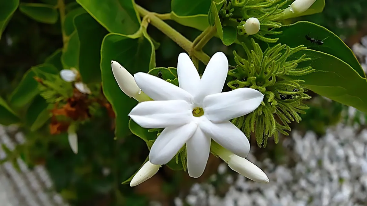arbuste a fleurs blanches tres odorantes a floraison printaniere