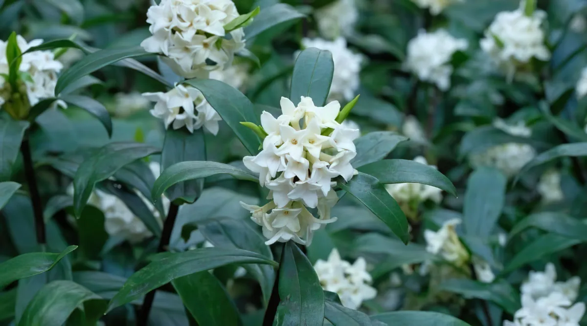 arbuste a fleurs blanches tres odorantes a planter