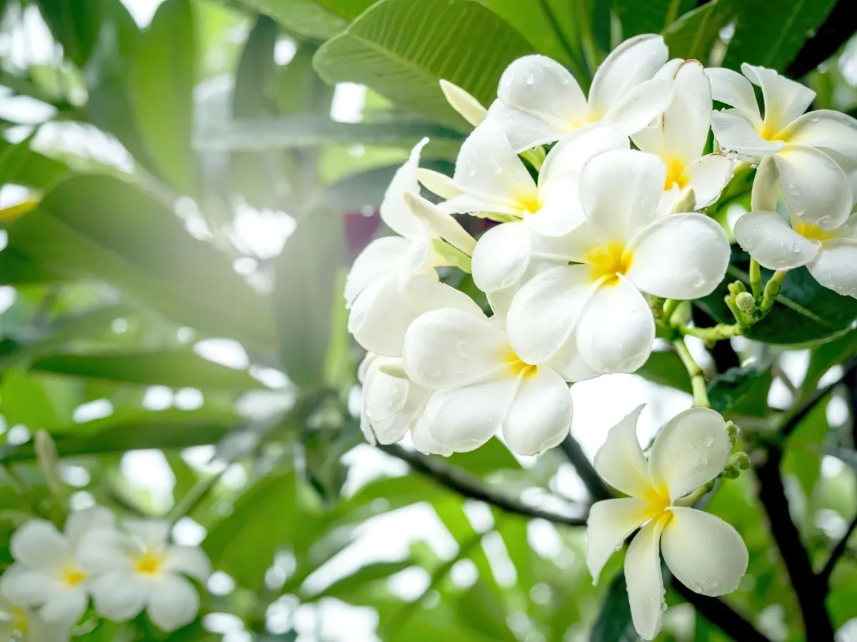 Arbuste Fleur Blanches Odorantes