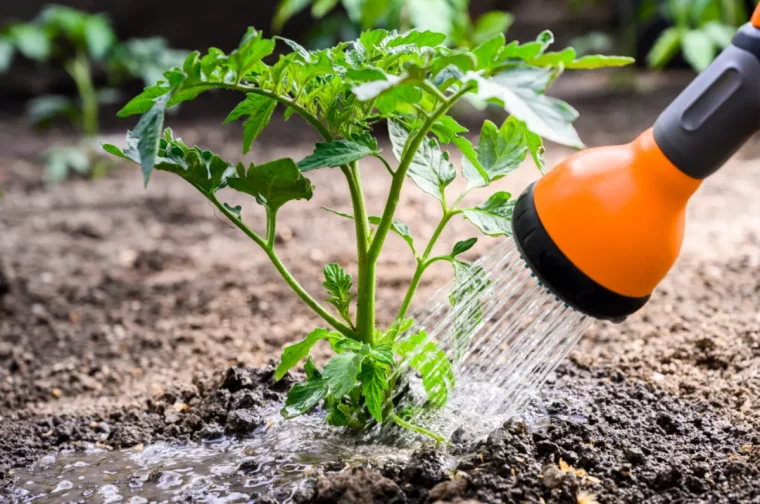 arrosage tomates arrosoire orange