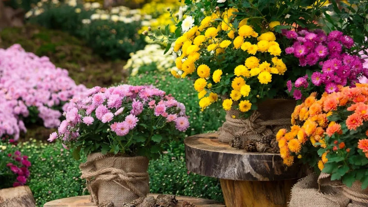 astuces et conseils pour booster la floraison des chrysanthemes