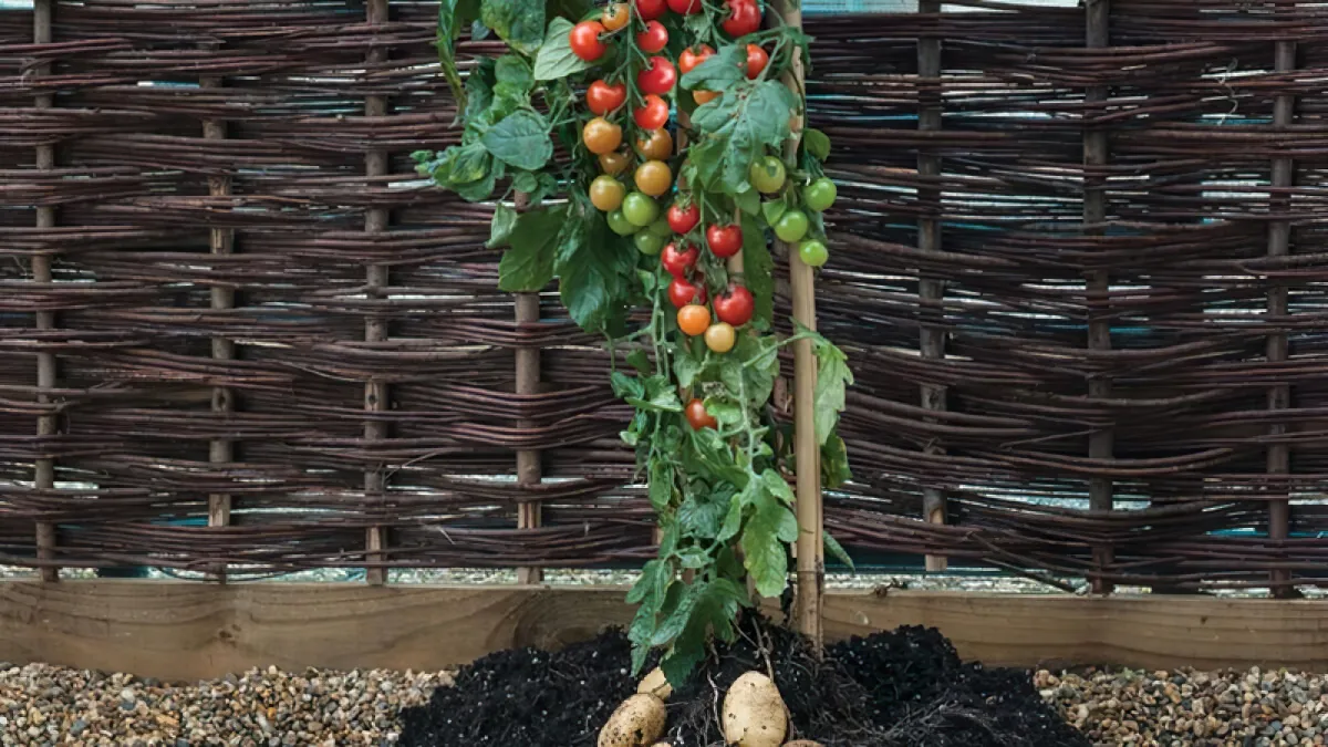 avantages et inconvenients de la greffe des plants de tomates