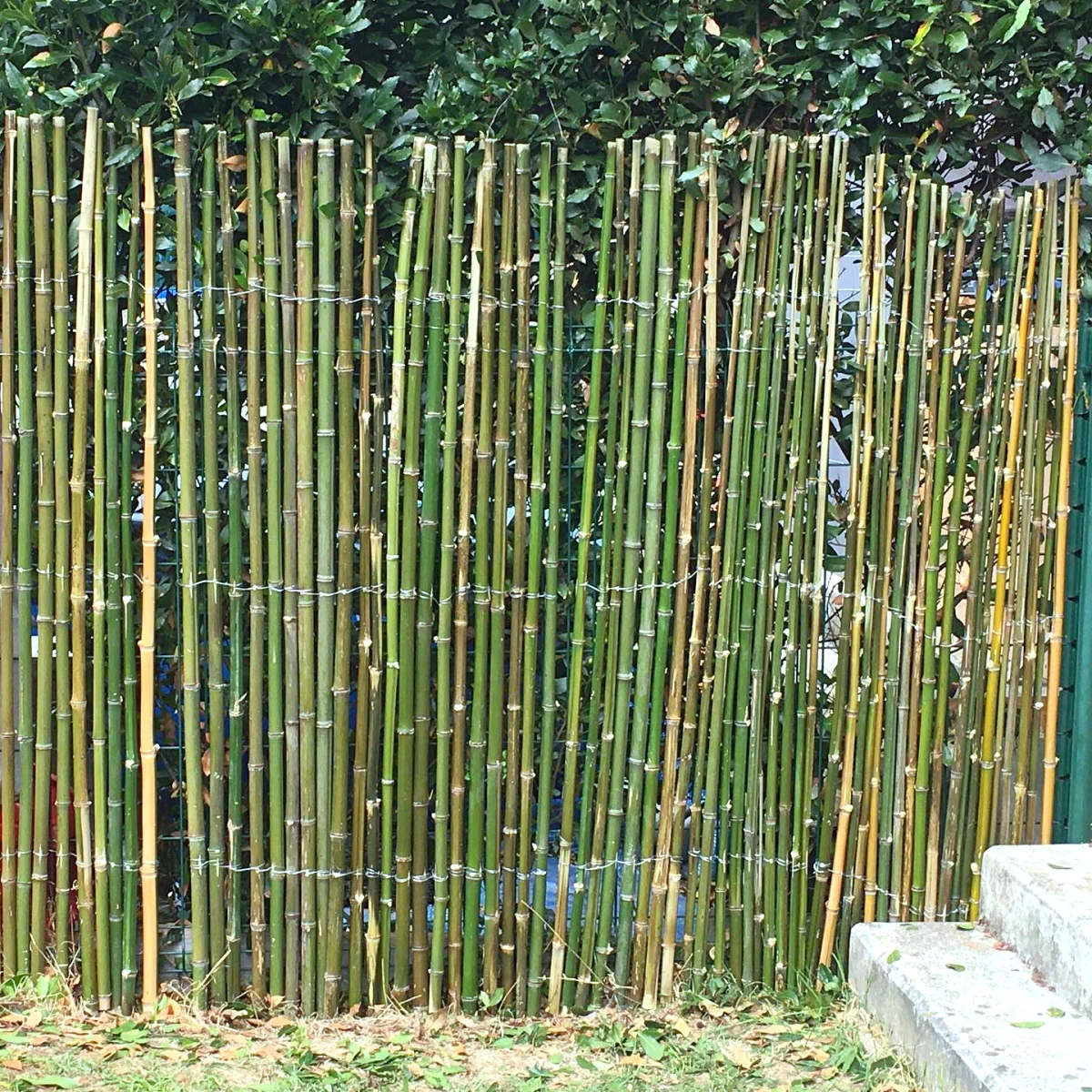 bambou pour creer une haie brise vue naturelle