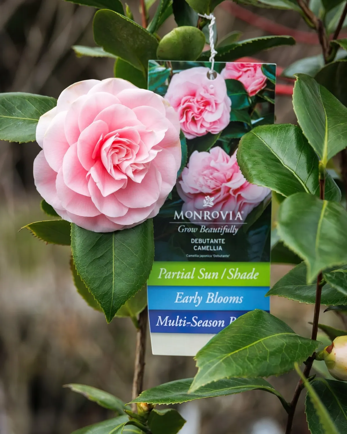 camelia plante feuillage vert fonce petales roses pastel floraison