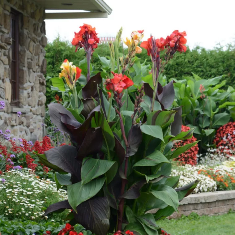 cannas rouges devant unemaison