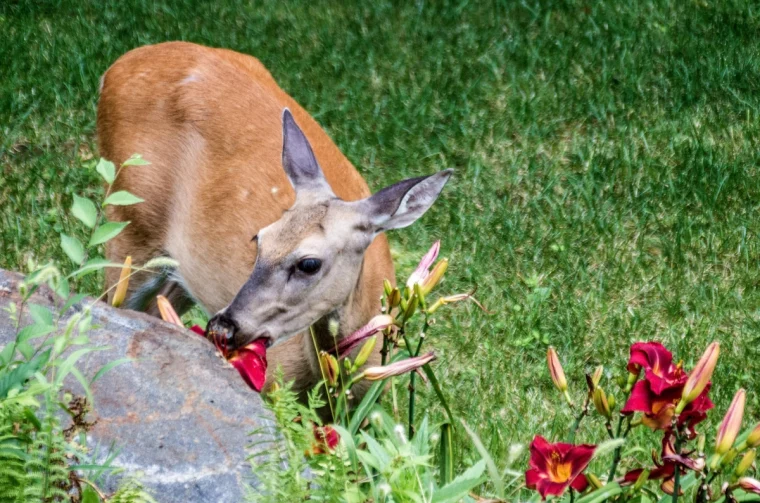 cerf jardin gazon arbustes plantes faune feuilles vertes fleurs rouges