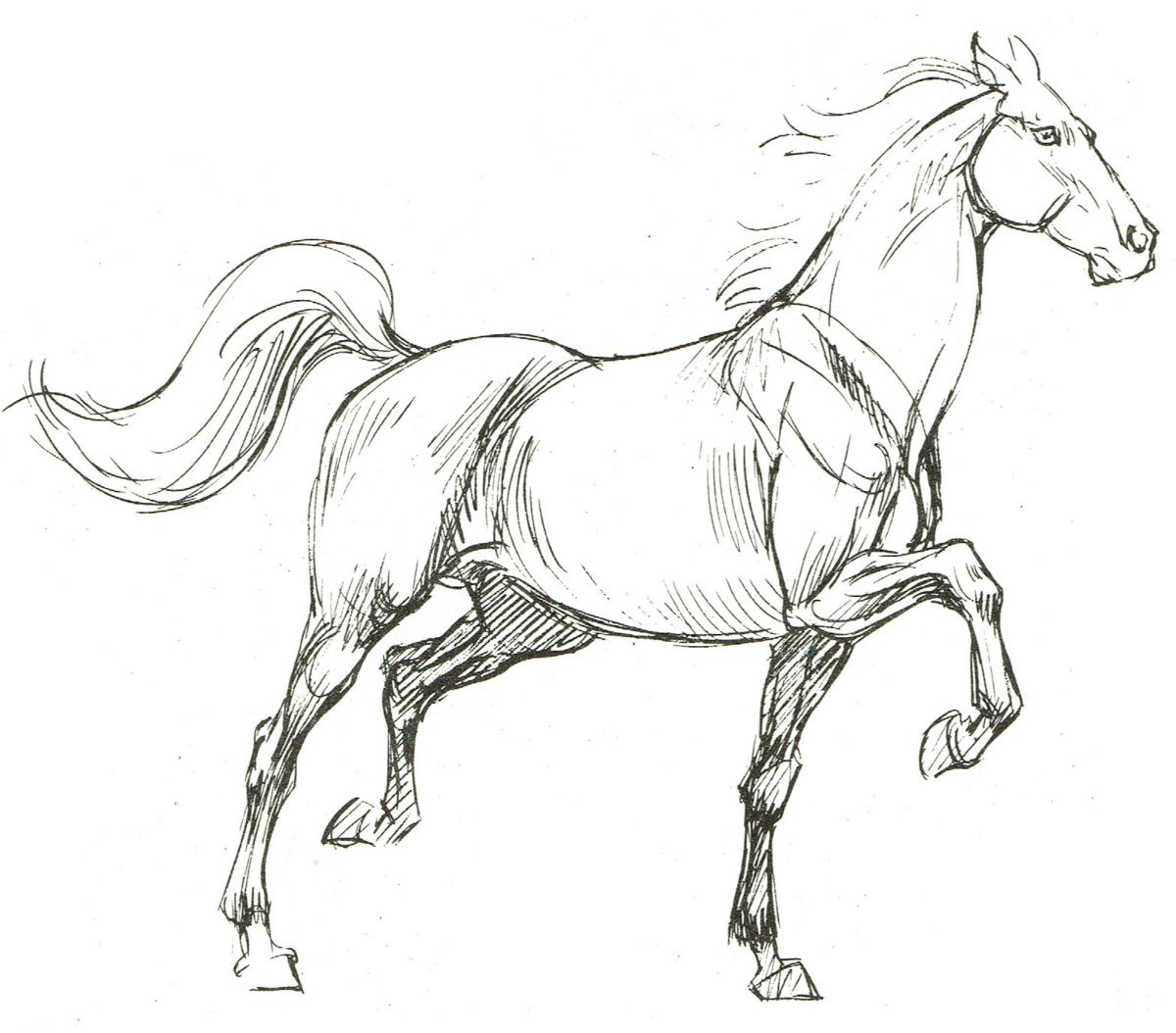 cheval dessin realiste un sabot en haut