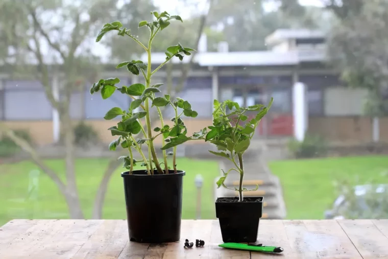 choisir le bon porte greffe des tomates etape essentielle