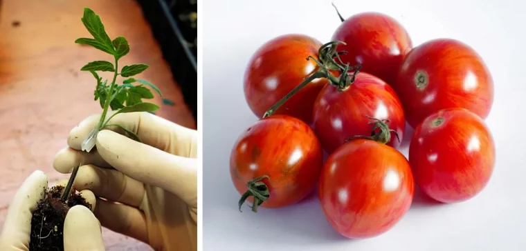 comment ameliorer la production des tomates