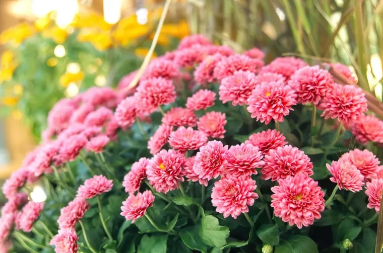 comment avoir de belles chrysanthemes conseils