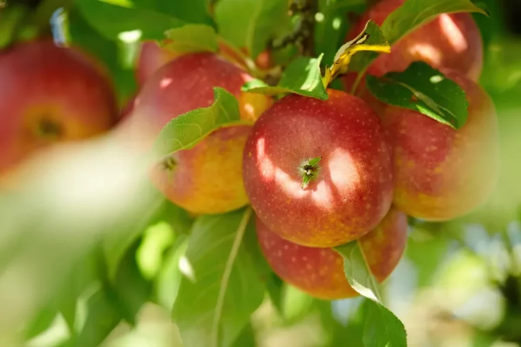 comment avoir une recolte de pommes abondante cette annee