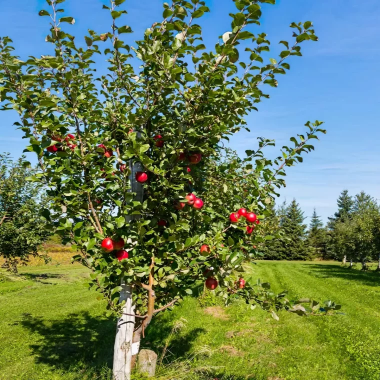 comment bien entretenir les pommiers au printemps