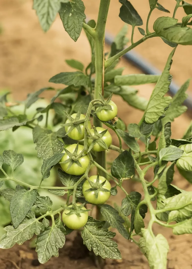 comment bien entretenir ses plants de tomates conseils